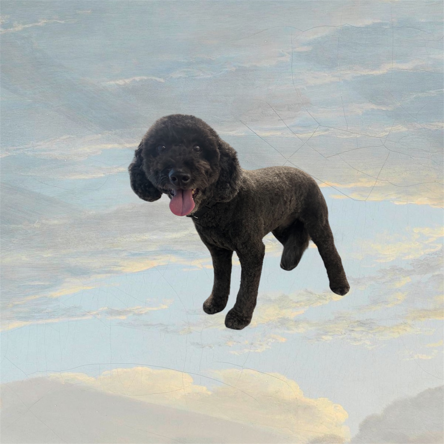 JM Pet Grooming LLC | Professional Dog Grooming's image