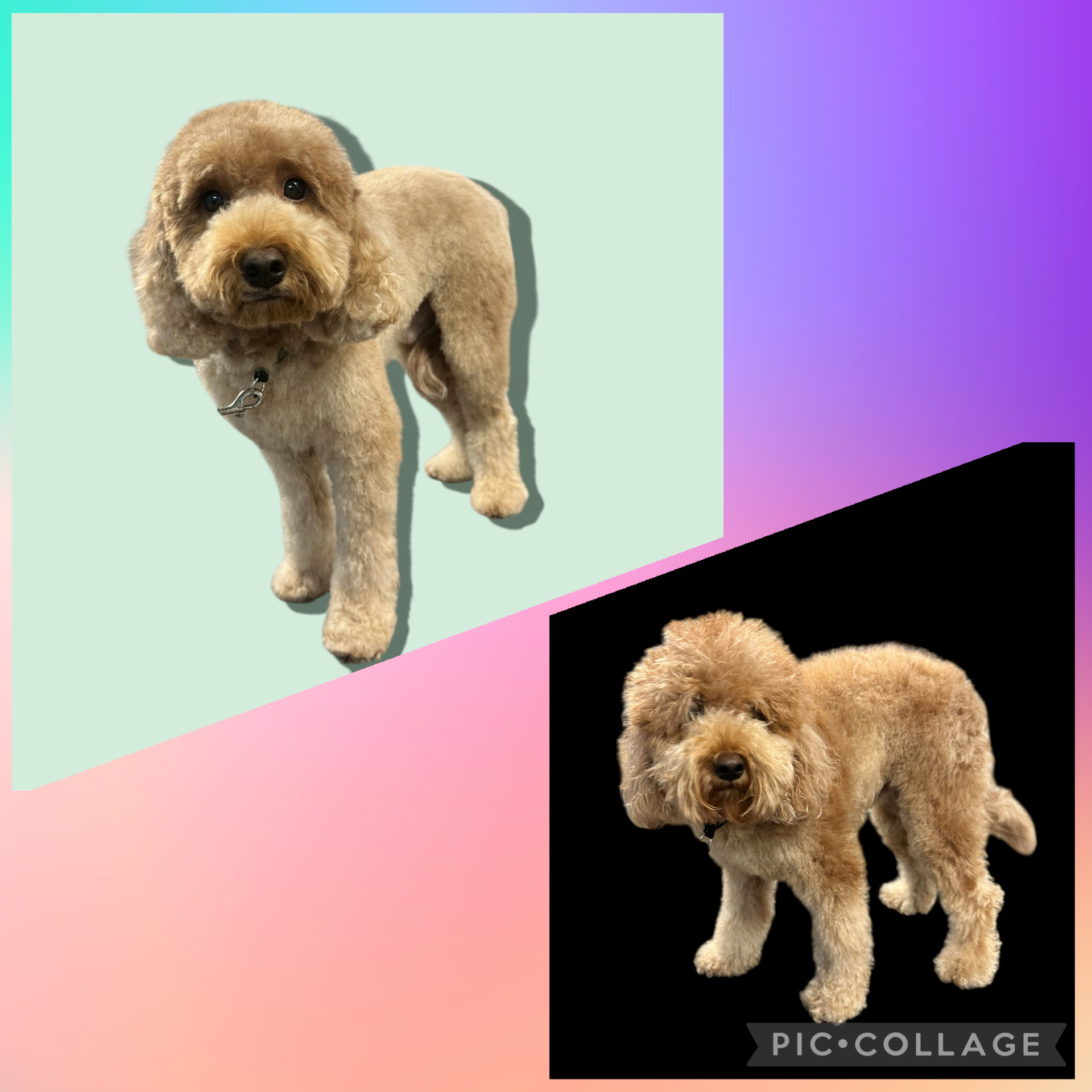 JM Pet Grooming LLC | Professional Dog Grooming's image