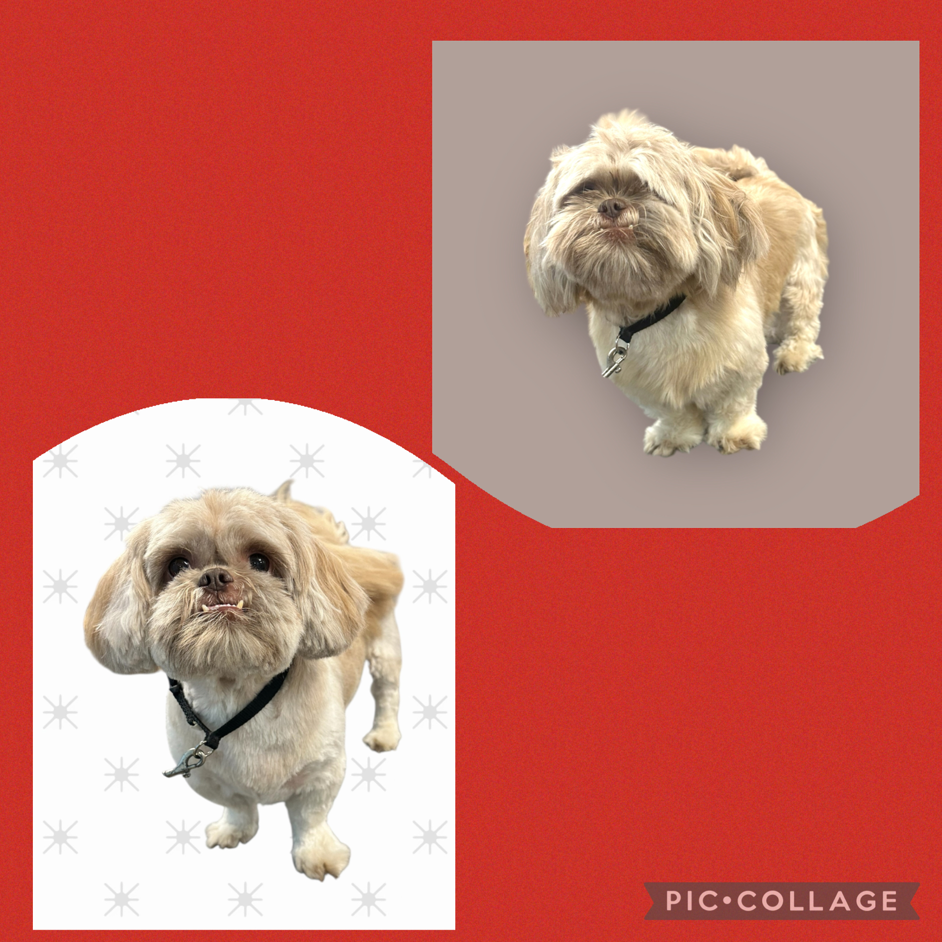 JM Pet Grooming LLC | Professional Dog Grooming's image