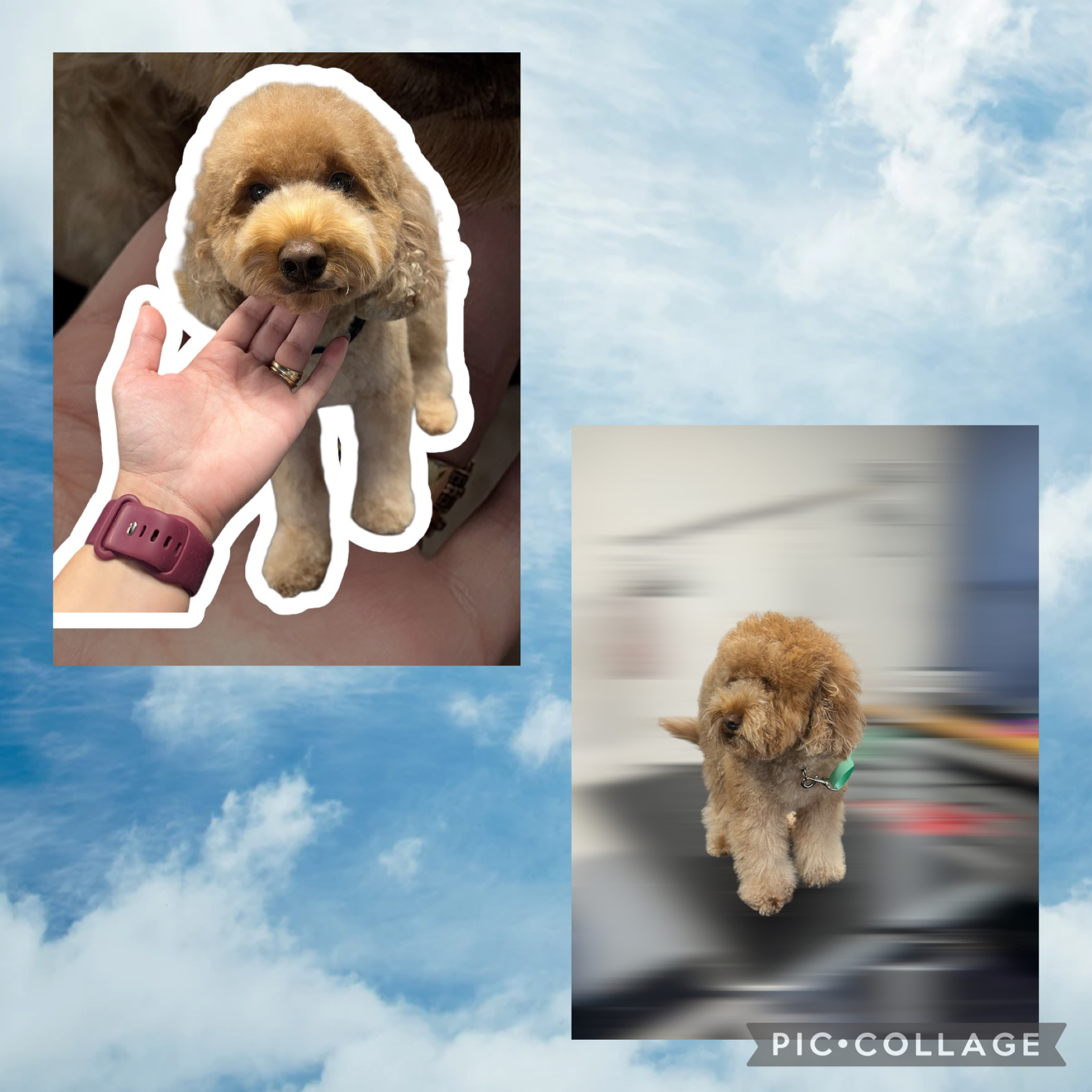 JM Pet Grooming LLC | Professional Dog Grooming's image