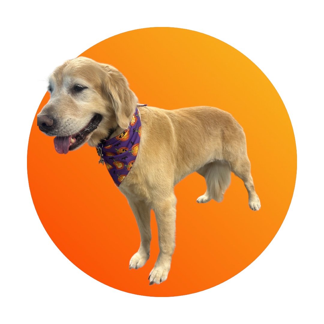 JM Pet Grooming LLC | Professional Dog Grooming's image