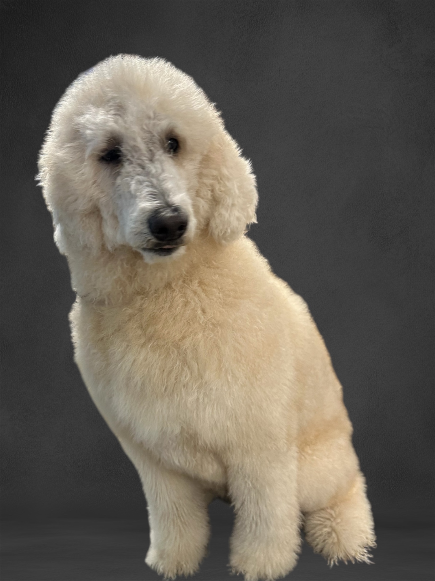 JM Pet Grooming LLC | Professional Dog Grooming's image