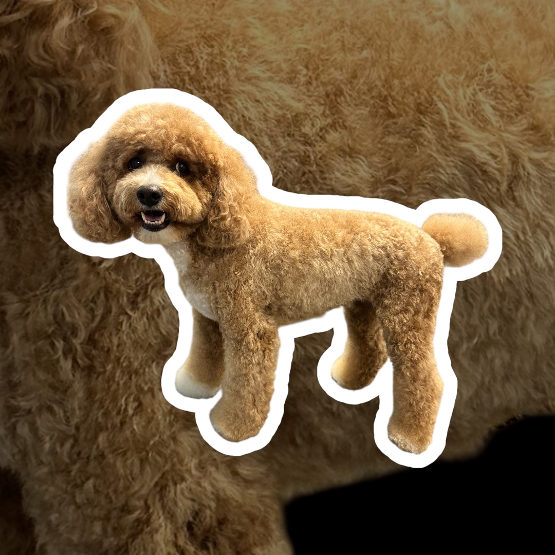 JM Pet Grooming LLC | Professional Dog Grooming's image