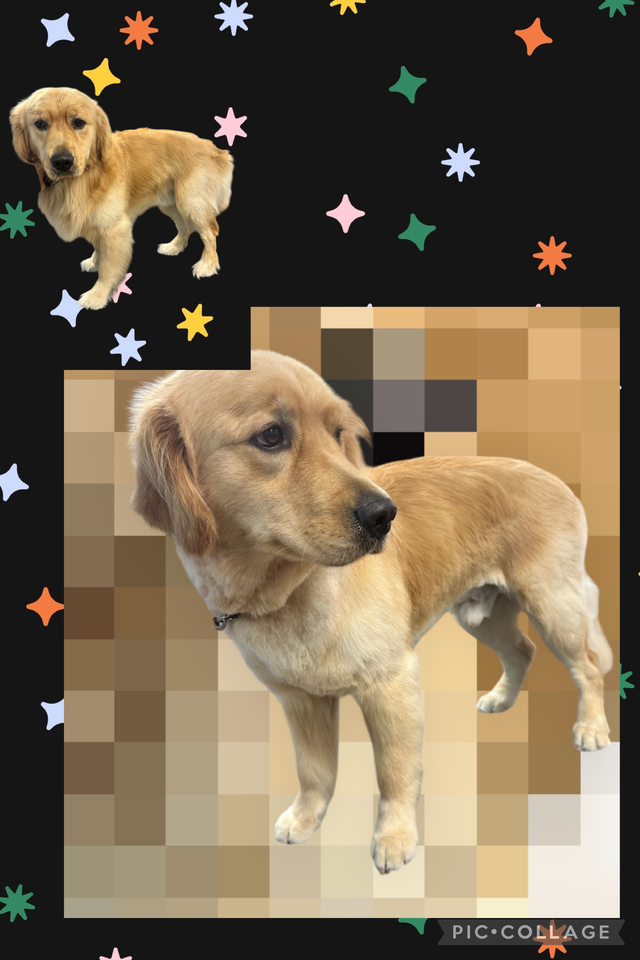 JM Pet Grooming LLC | Professional Dog Grooming's image