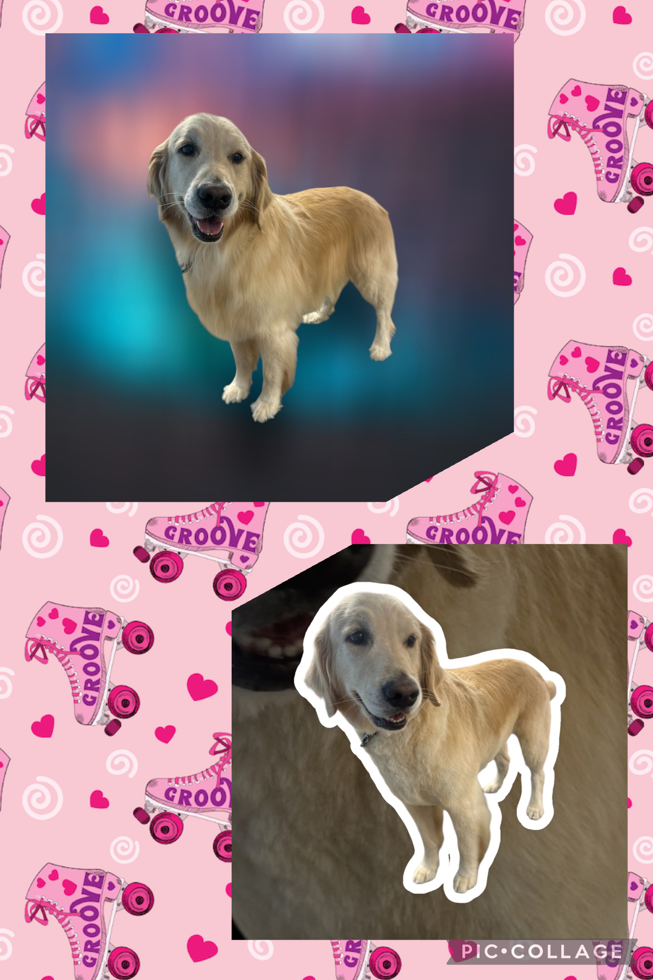 JM Pet Grooming LLC | Professional Dog Grooming's image