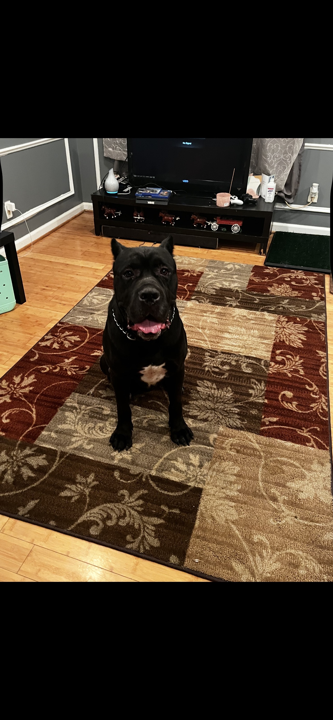 Dreko- Male Cane Corso