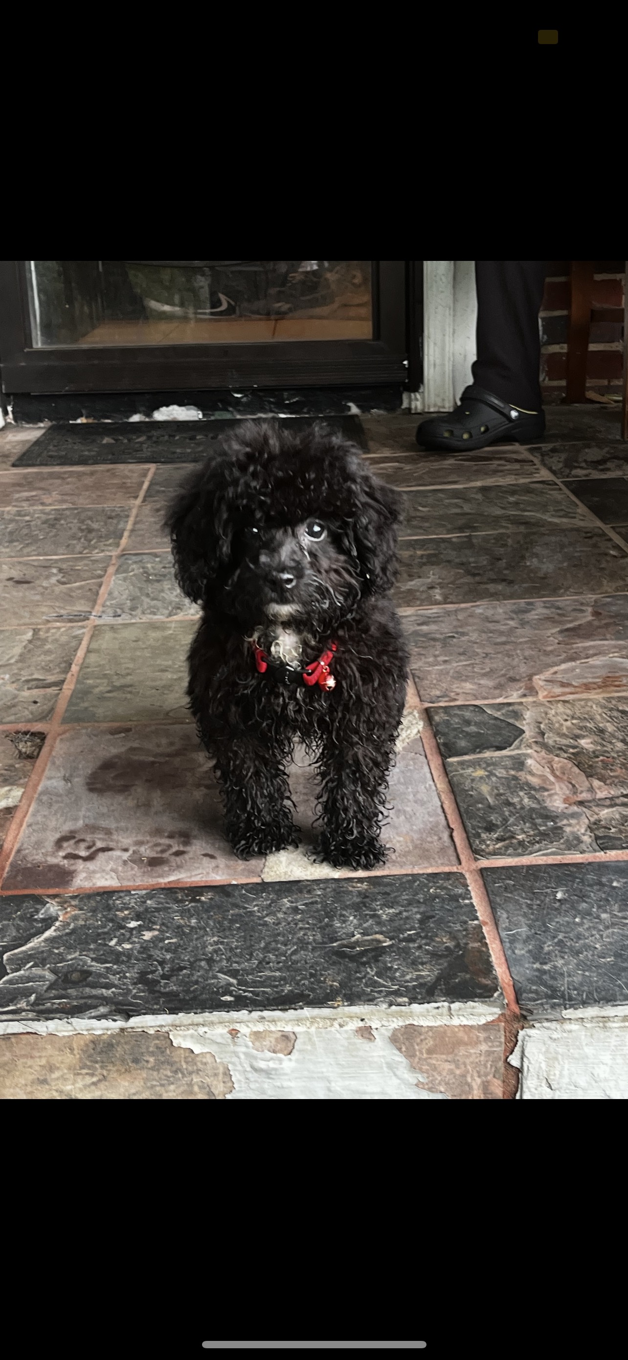 Toonie-- Male Toy Poodle