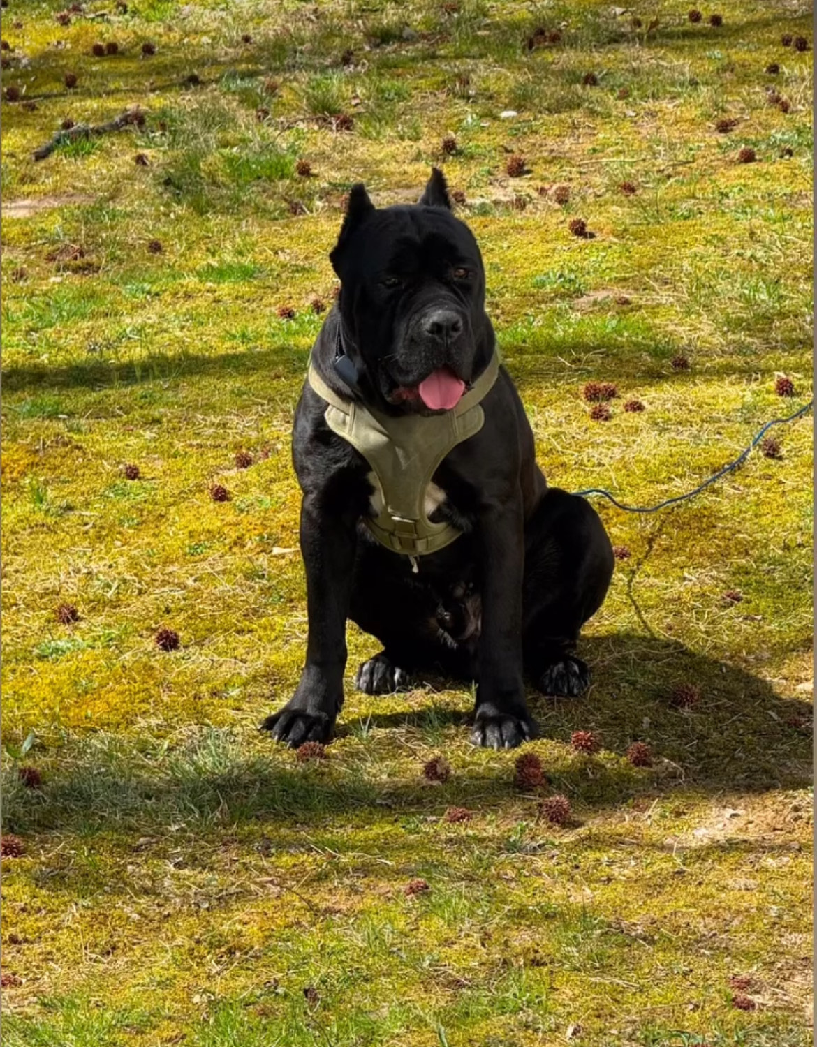 Dreko- Male Cane Corso