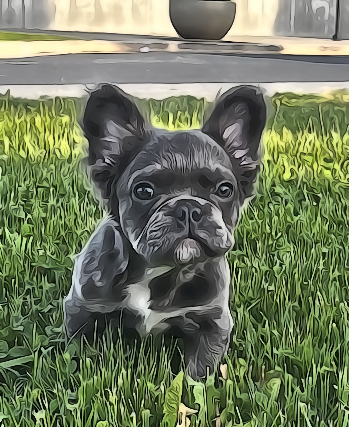 Stitch- Male Fluffy Frenchie
