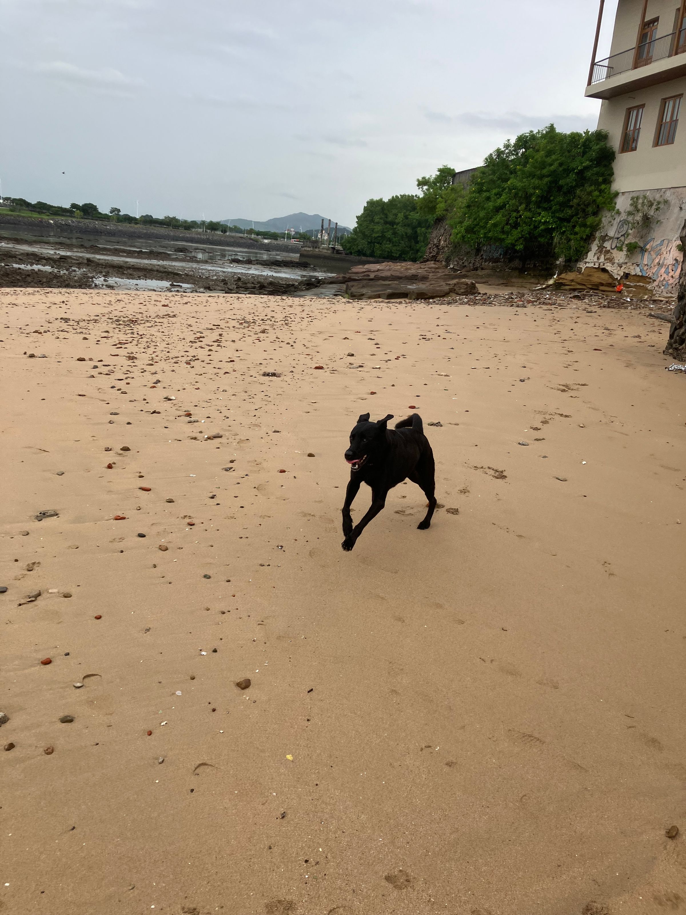 Casco Paws's image
