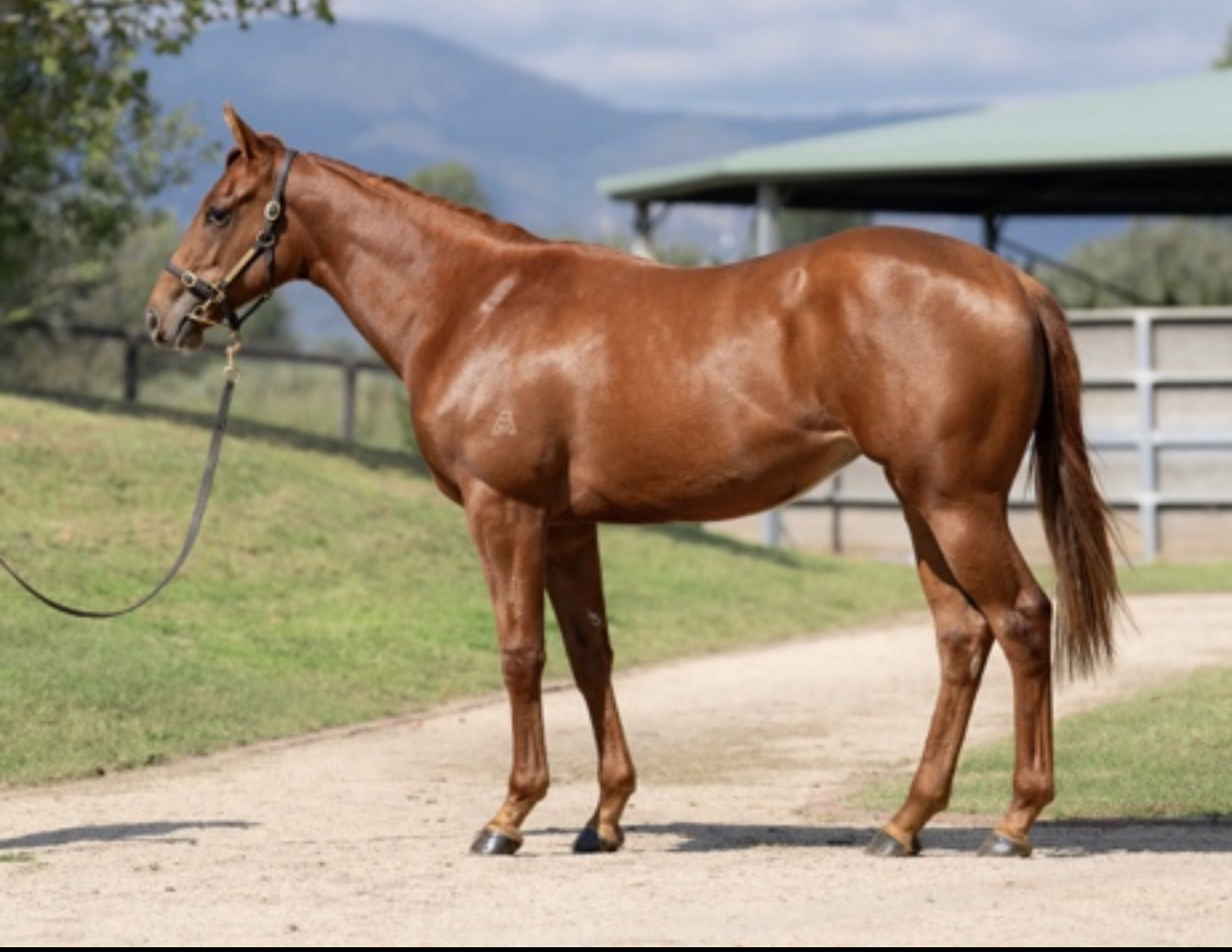 Kearney racing's image