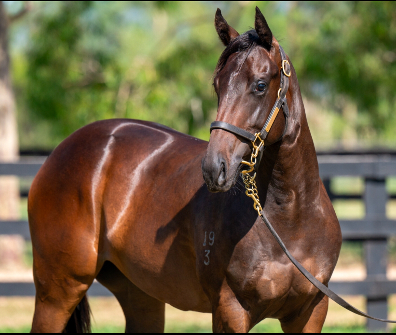 Kearney racing's image