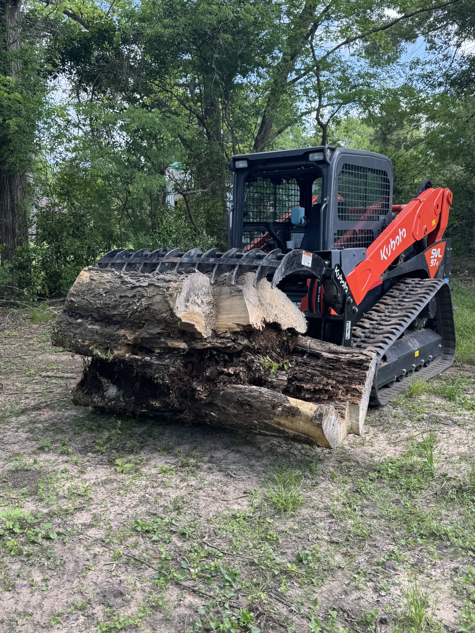 Large Hackberry Trunk