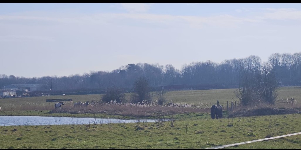 CL Equestrian Centre's image