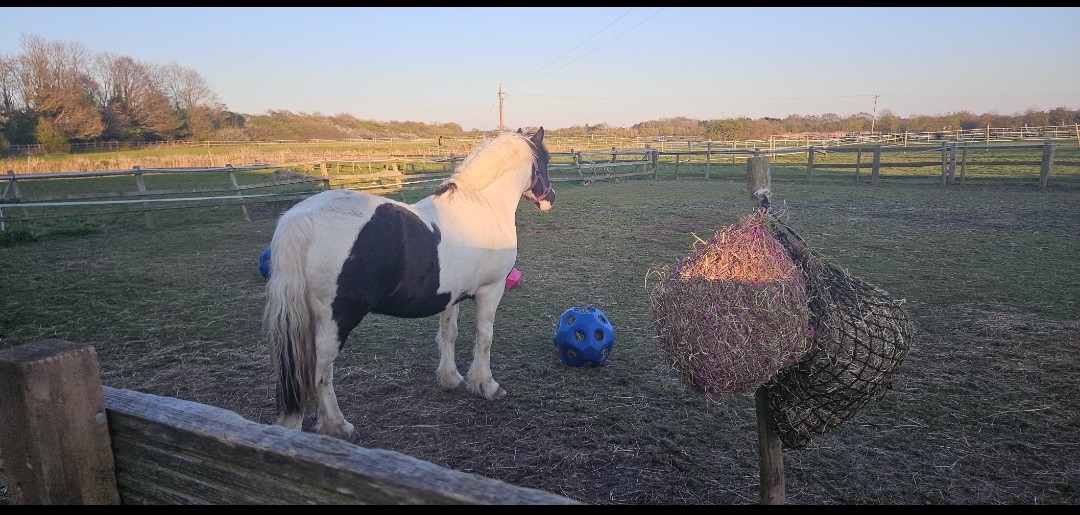 CL Equestrian Centre's image