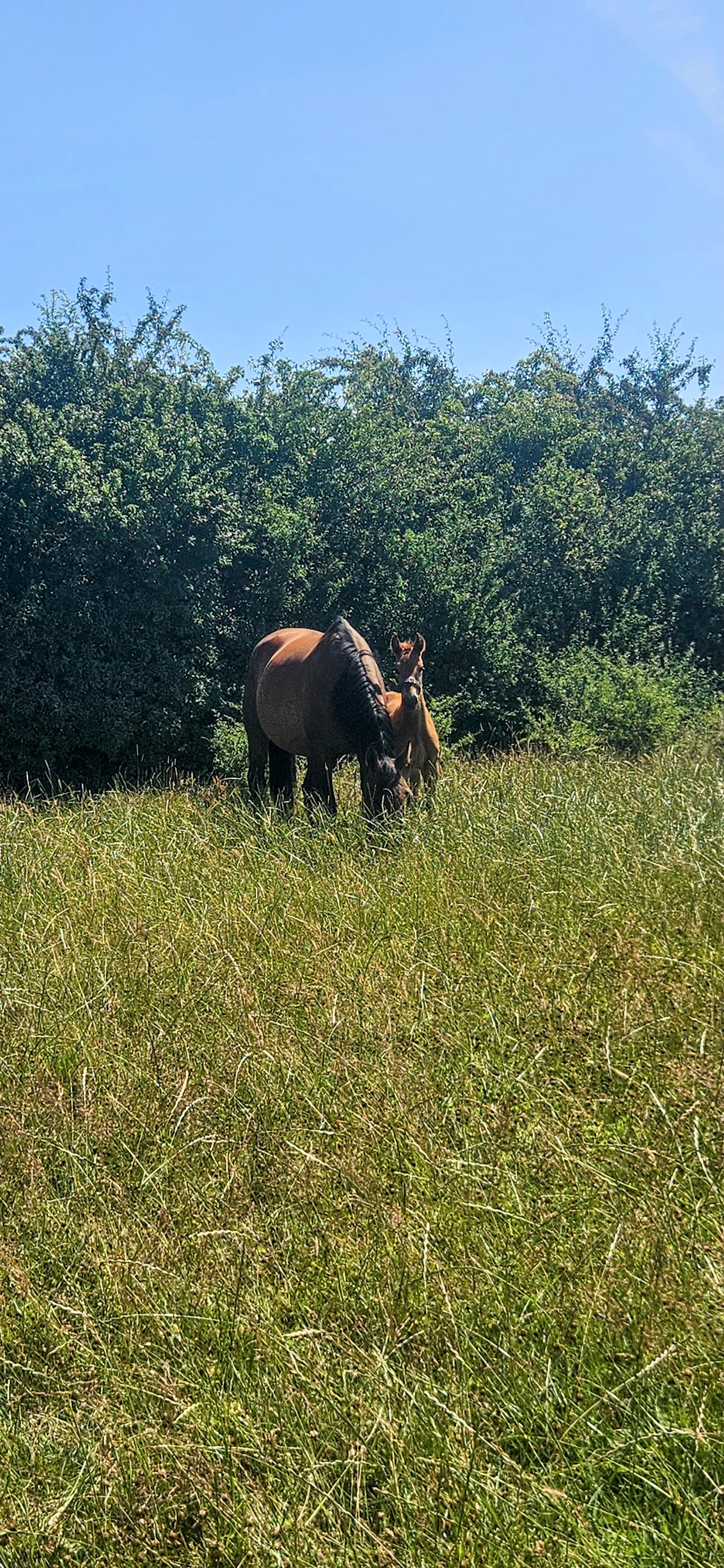 CL Equestrian Centre's image
