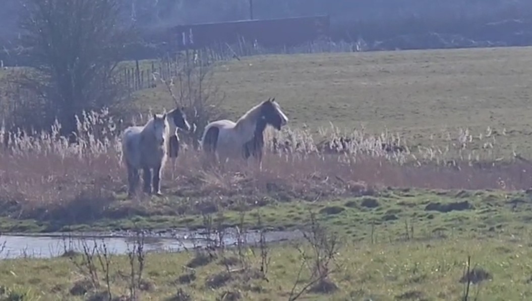 CL Equestrian Centre's image