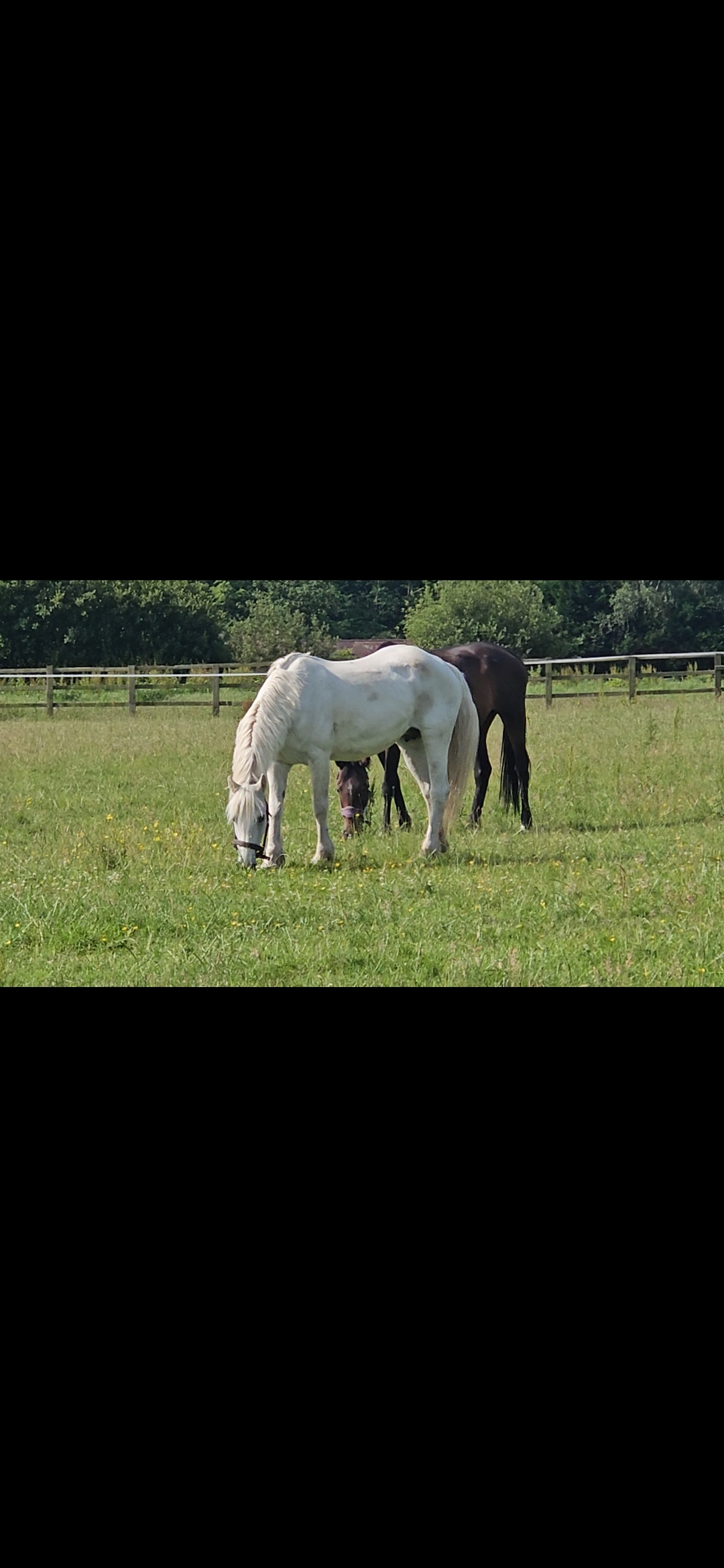 CL Equestrian Centre's image