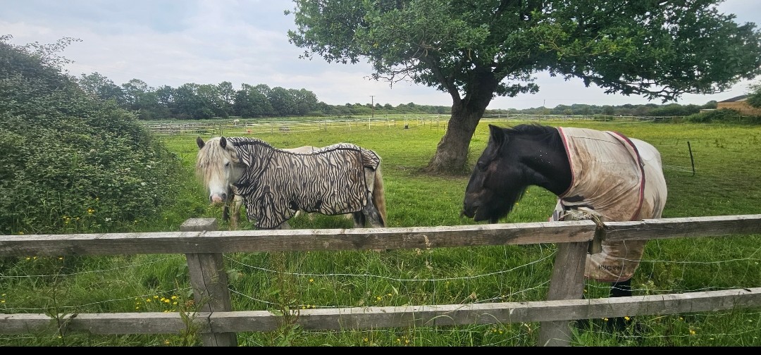 CL Equestrian Centre's image