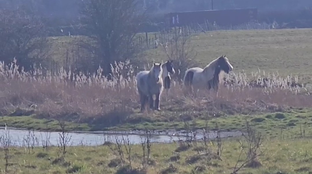 CL Equestrian Centre's image