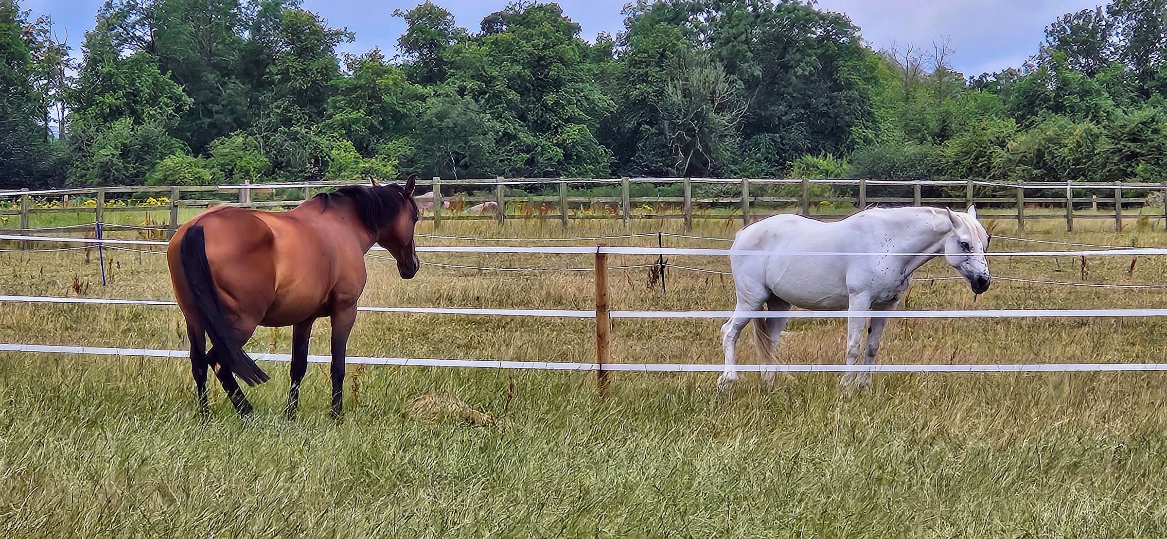 CL Equestrian Centre's image