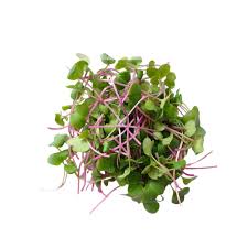 Nourish Microgreens's image