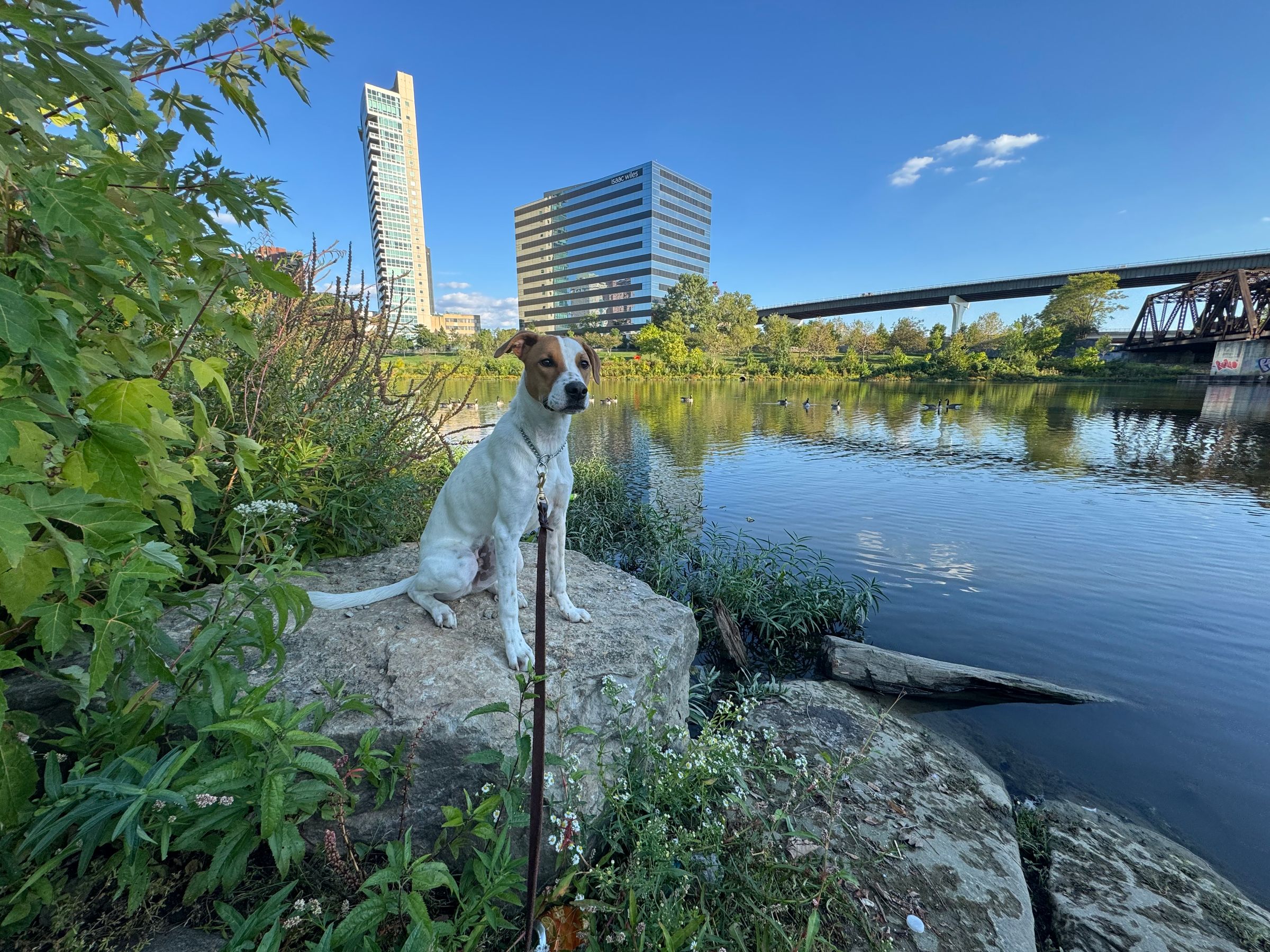 Benji Unleashed certified professional dog training's image