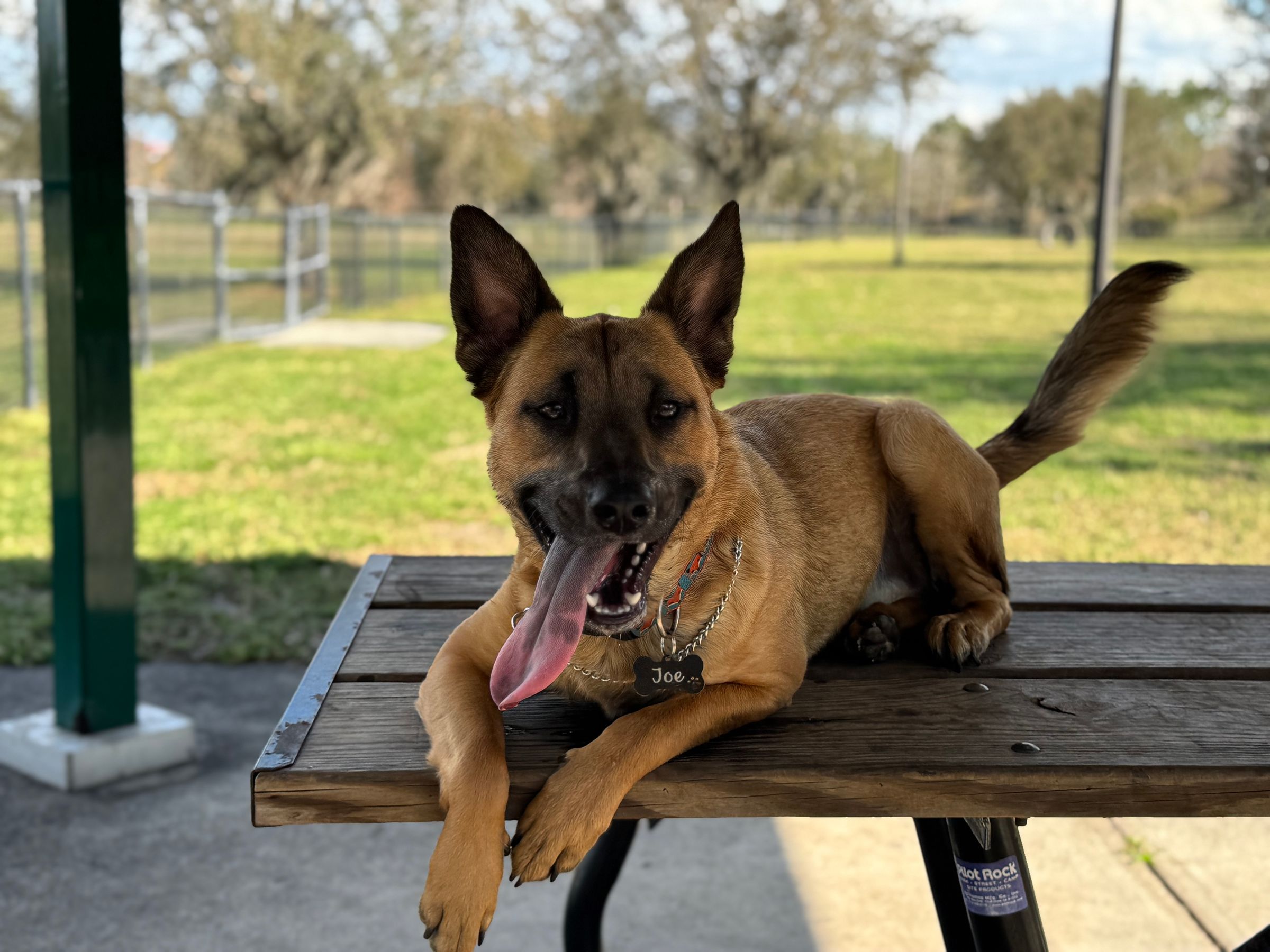 Benji Unleashed certified professional dog training's image