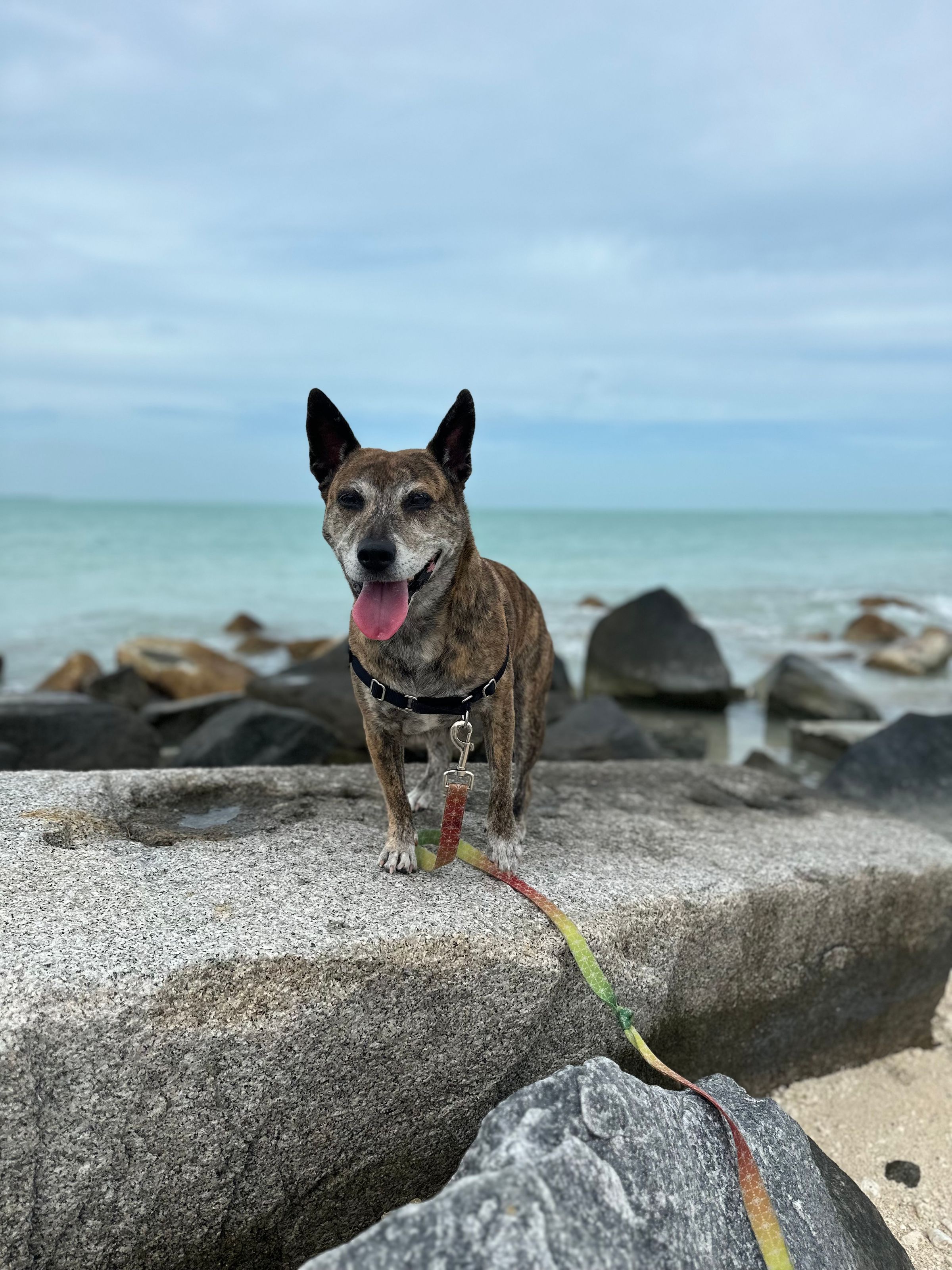 Benji Unleashed certified professional dog training's image