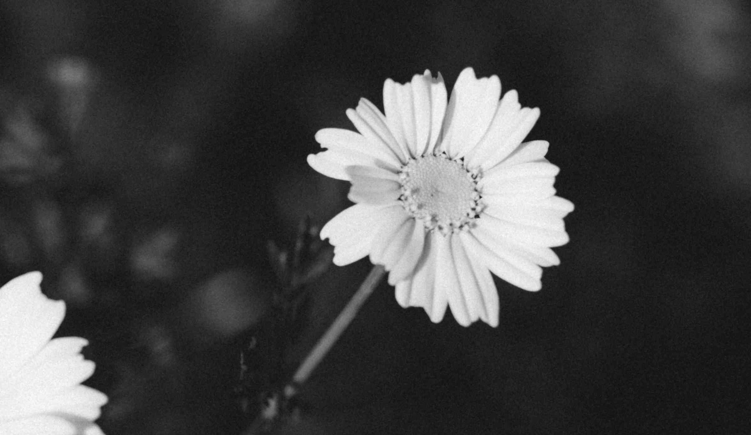 The Wellness's image