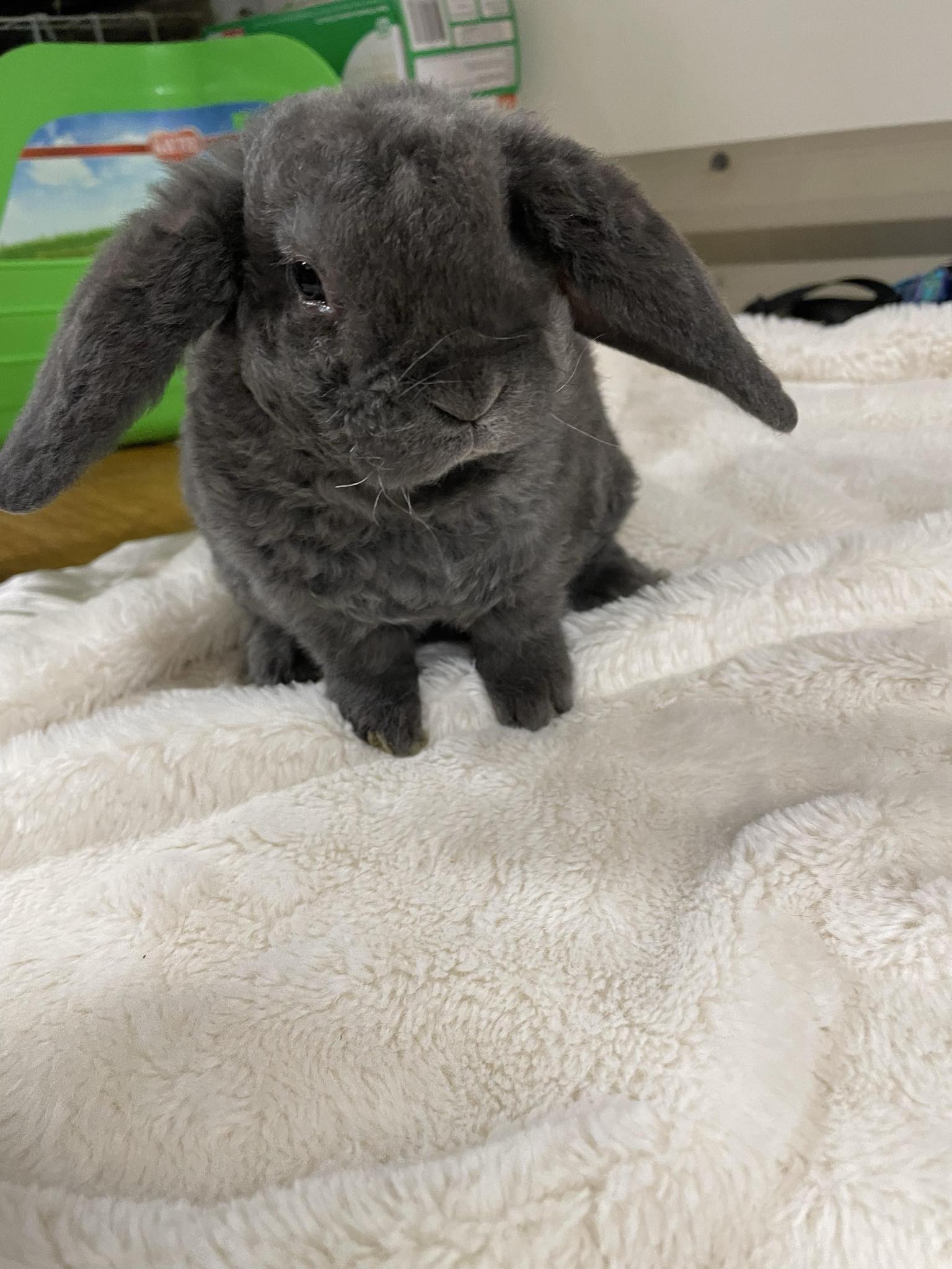 Holland Hoppers's image