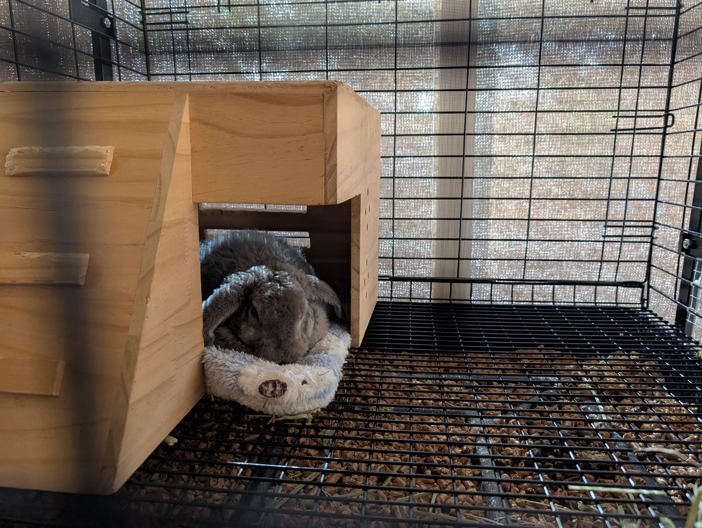 Holland Hoppers's image