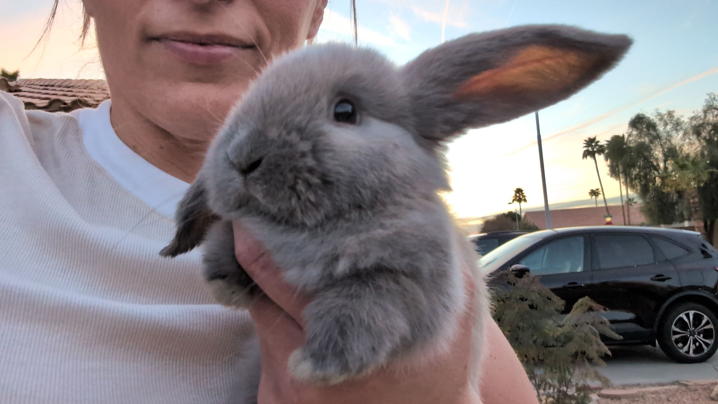 Holland Hoppers's image