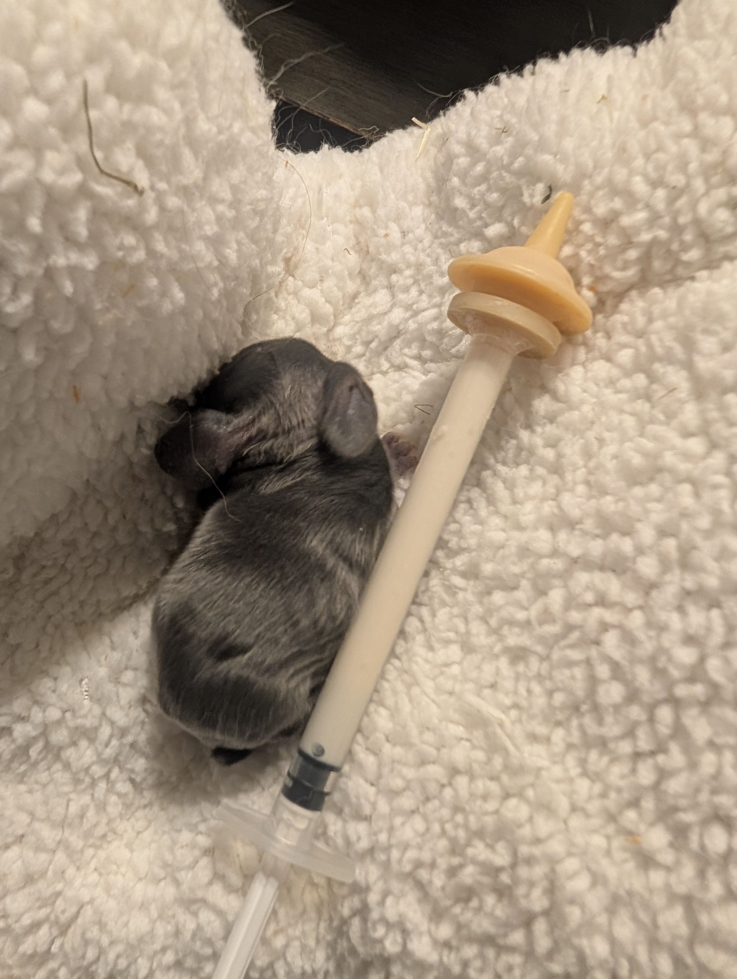 Holland Hoppers's image