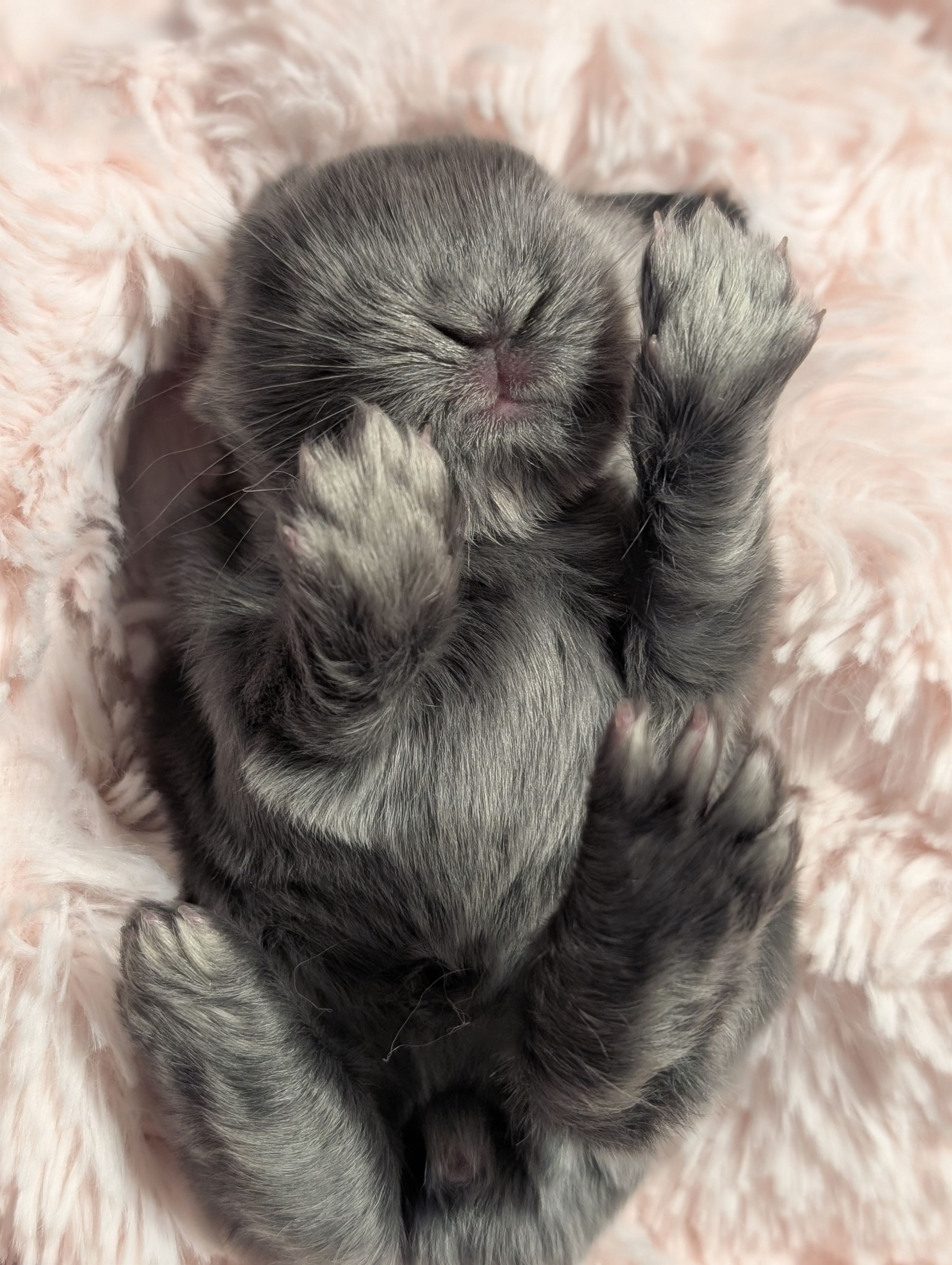 Holland Hoppers's image