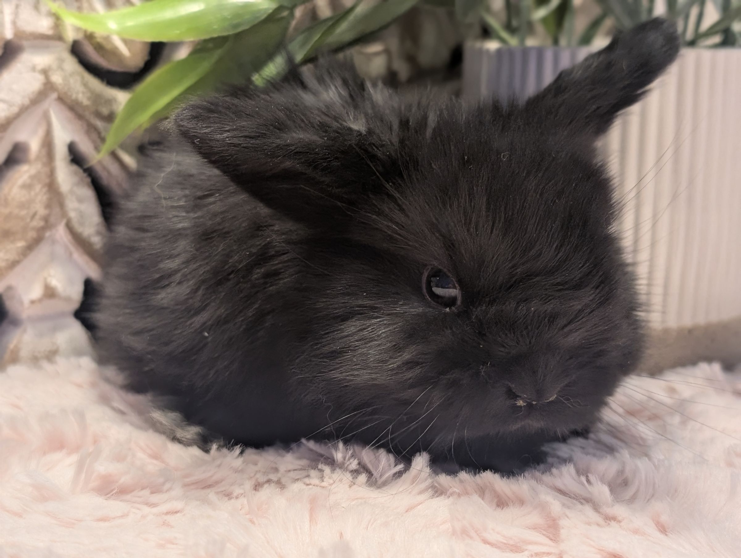 Holland Hoppers's image