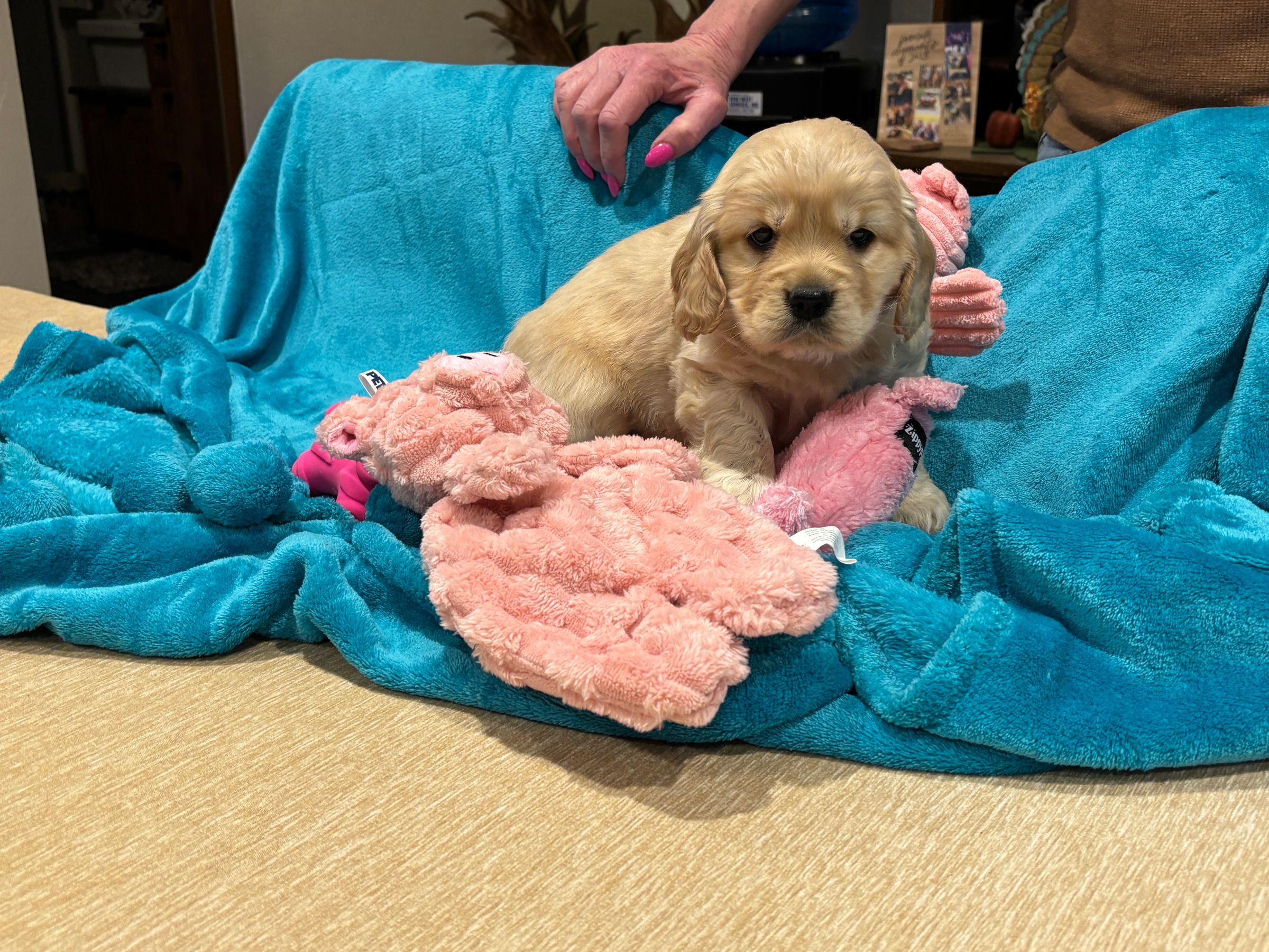 Holland Hoppers's image