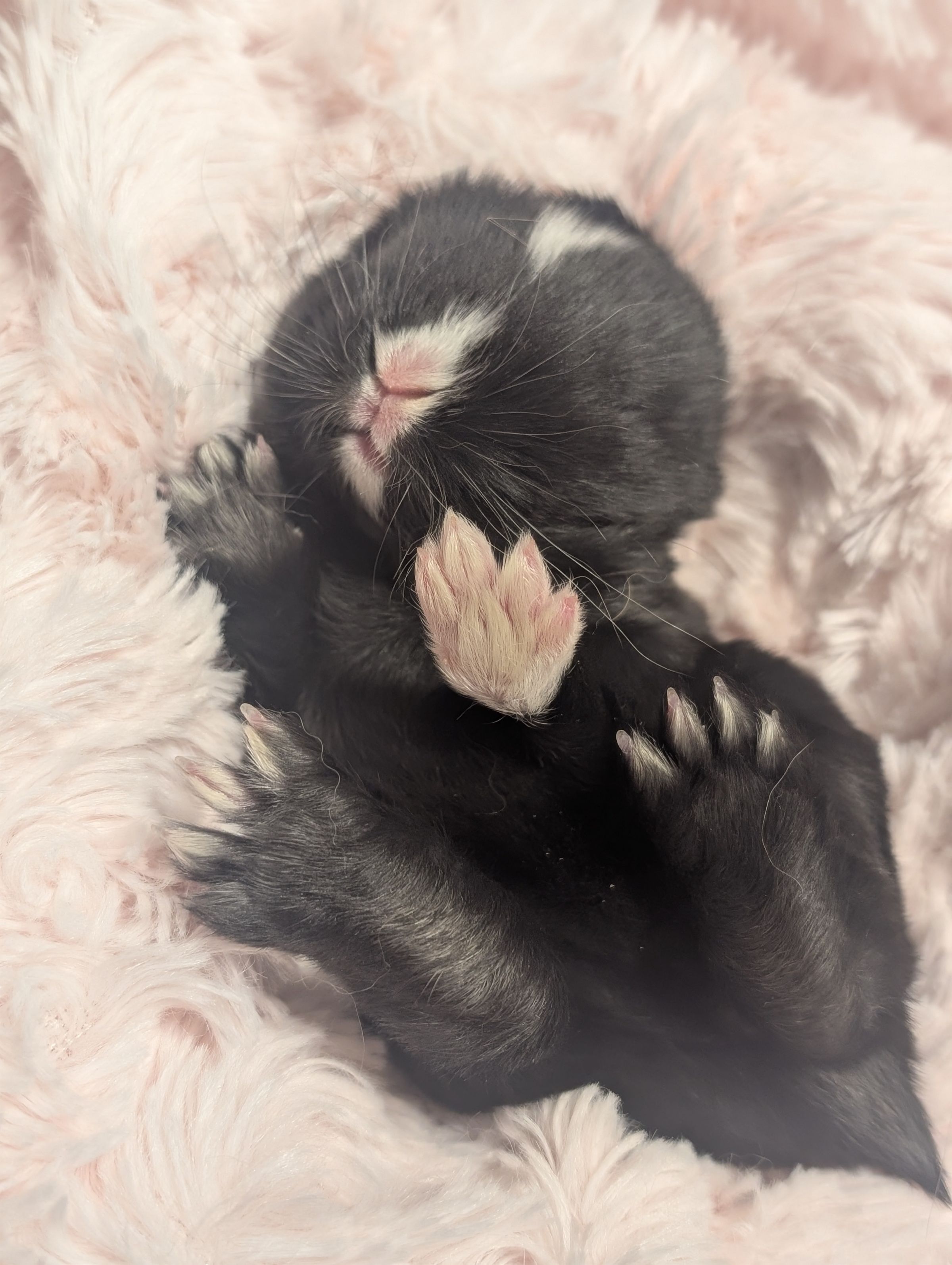 Holland Hoppers's image