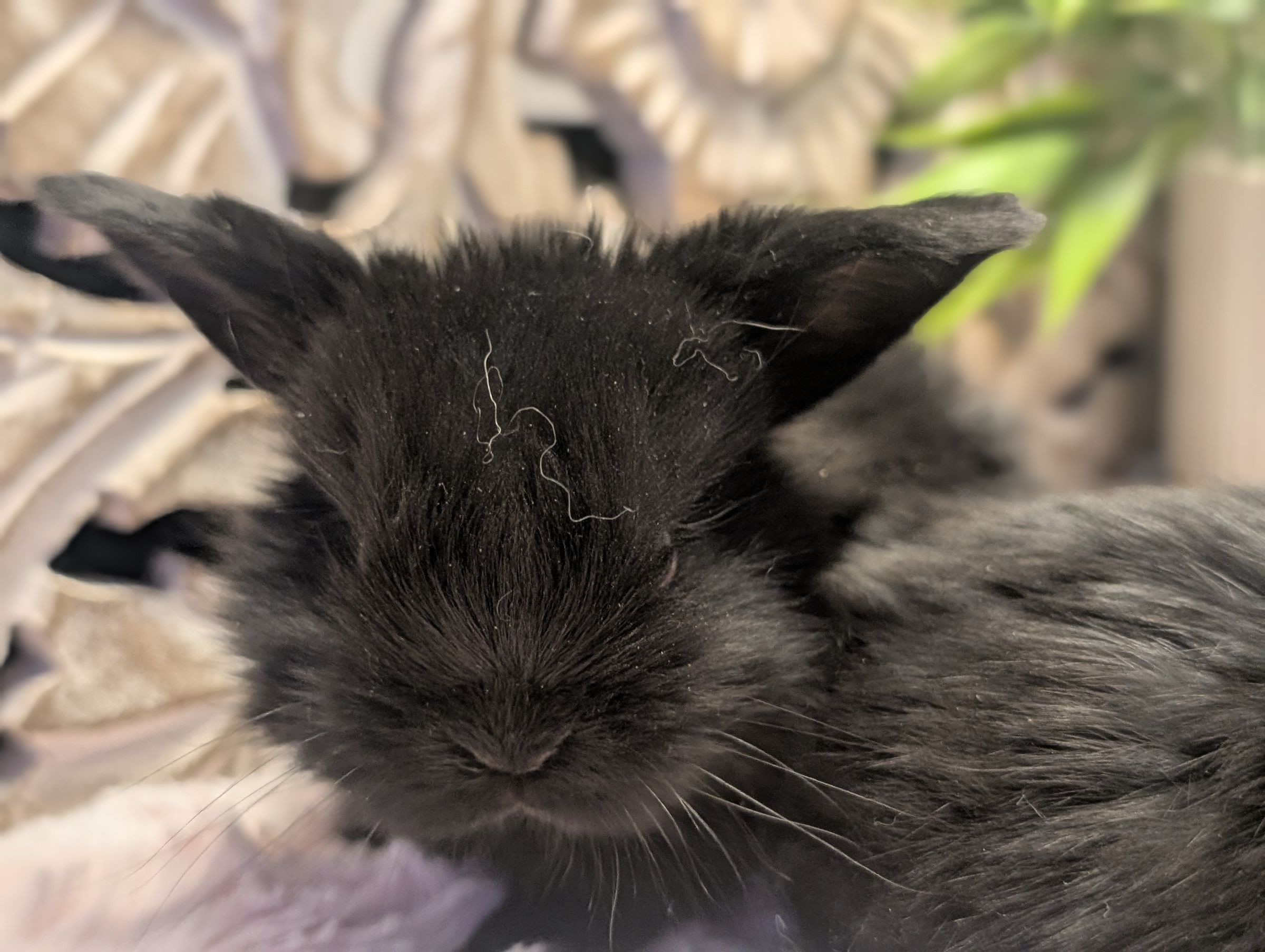 Holland Hoppers's image