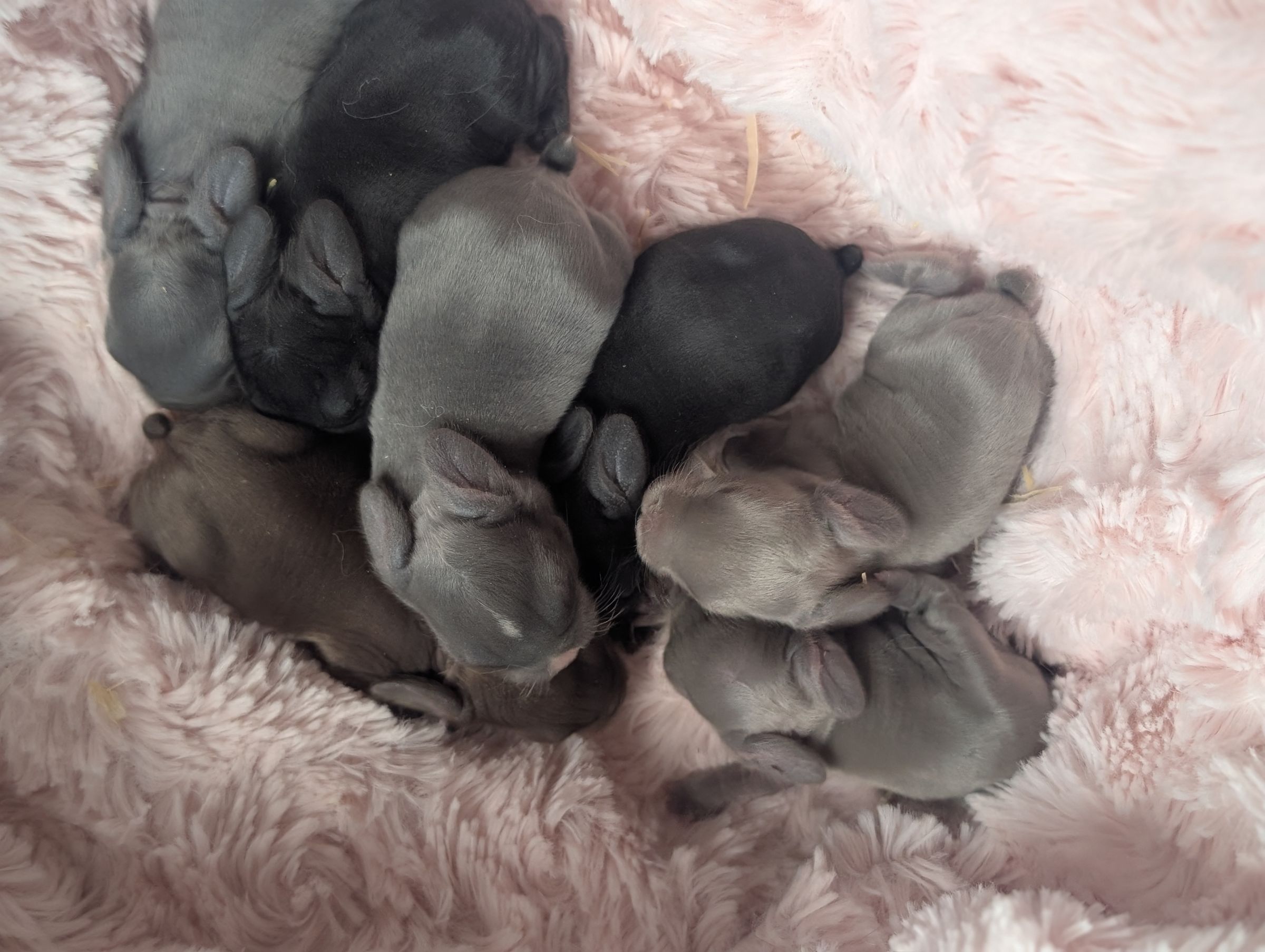 Holland Hoppers's image