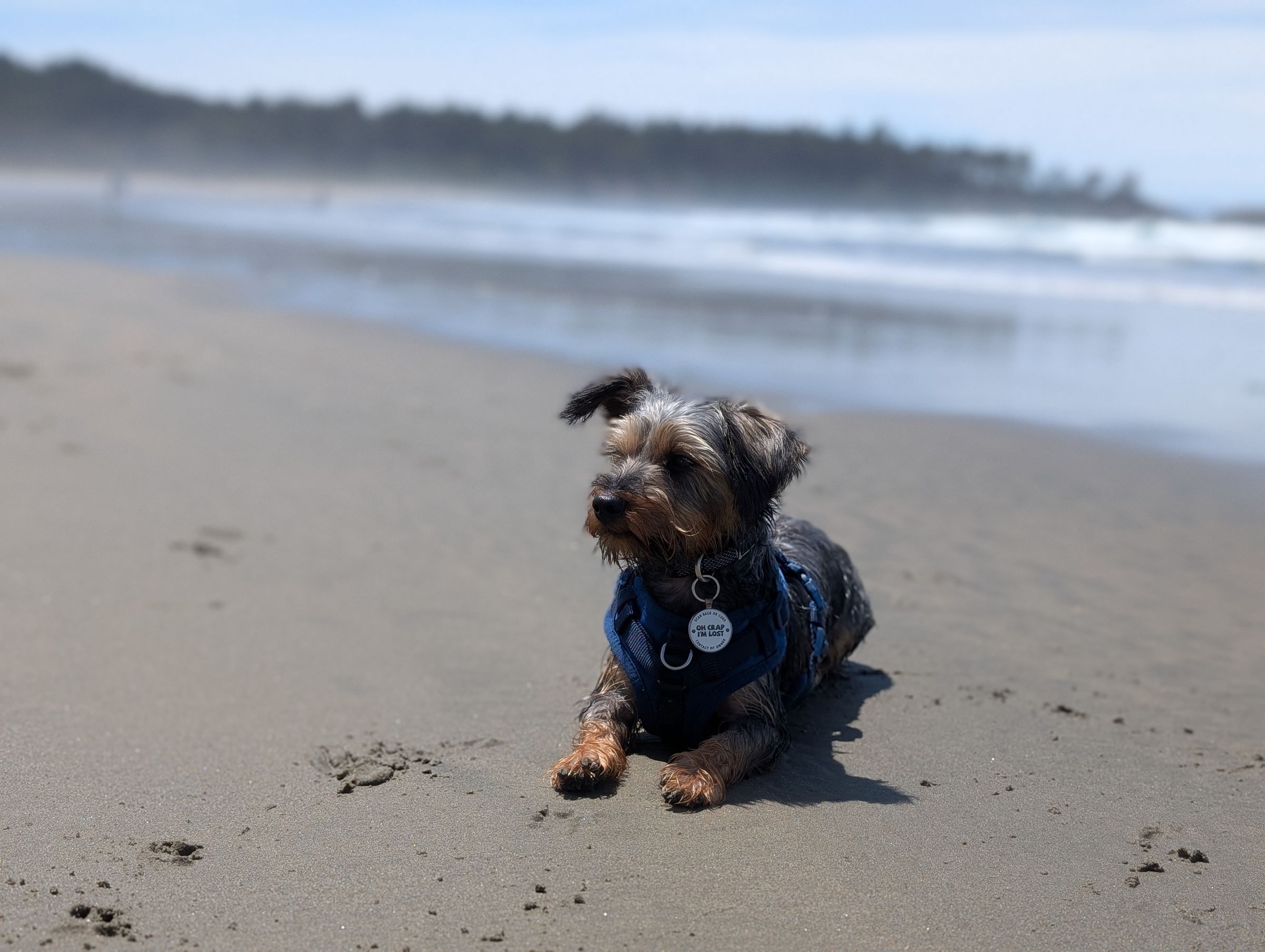 Holland Hoppers's image