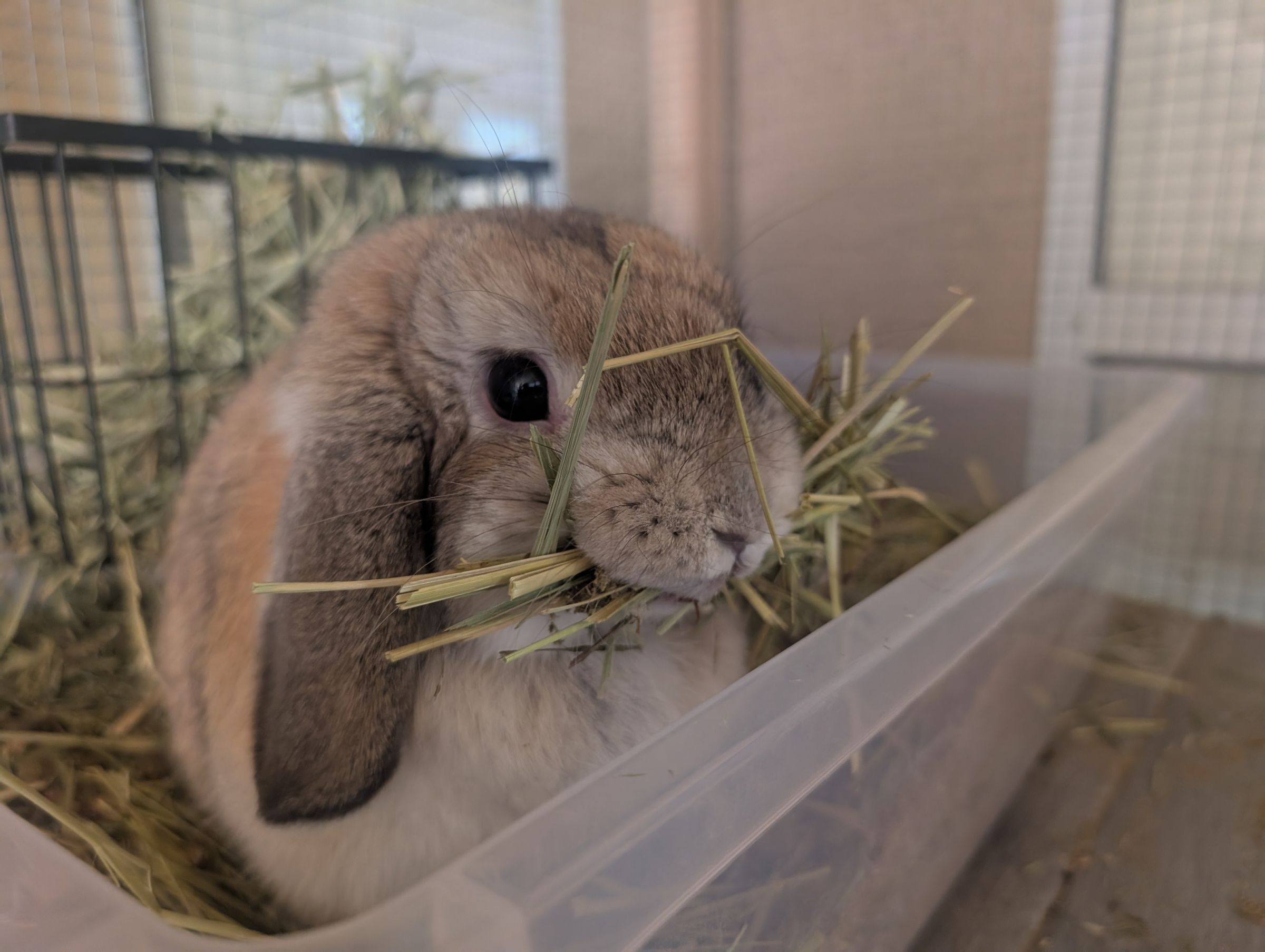 Holland Hoppers's image