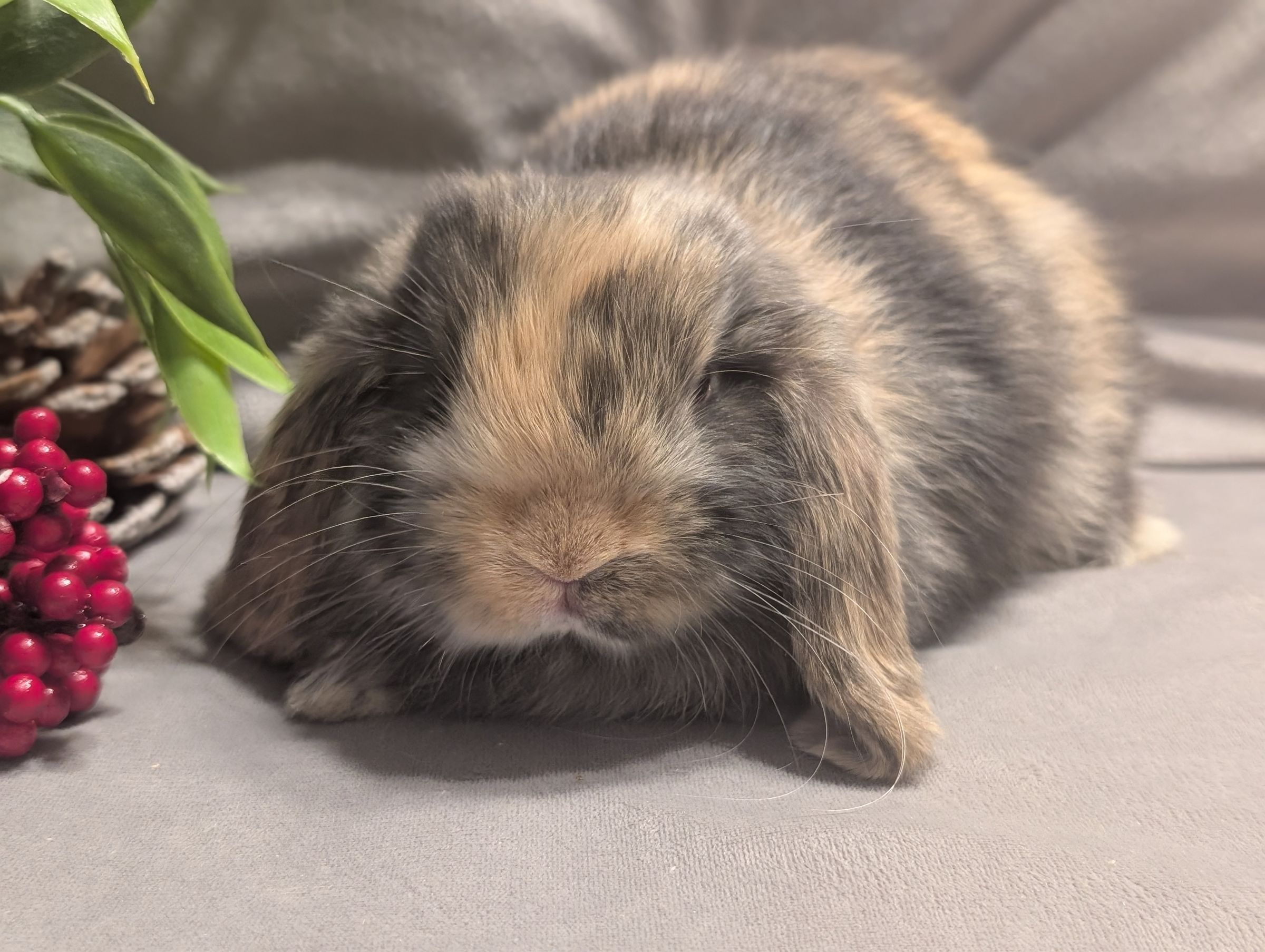 Holland Hoppers's image