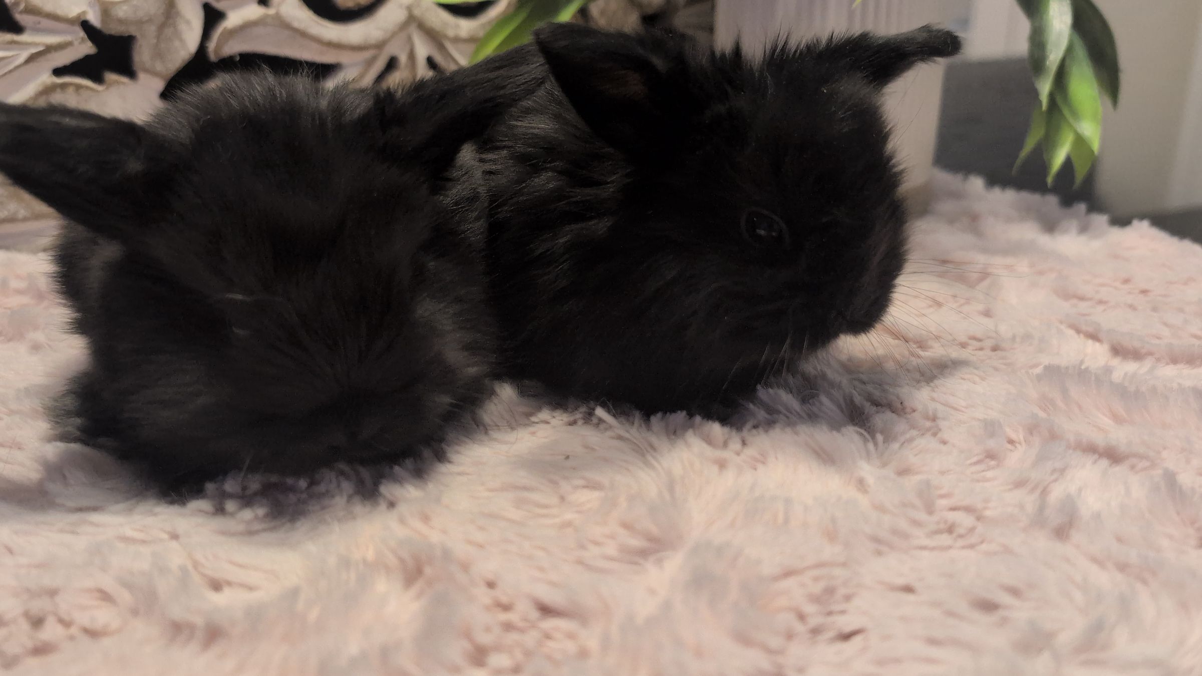 Holland Hoppers's image