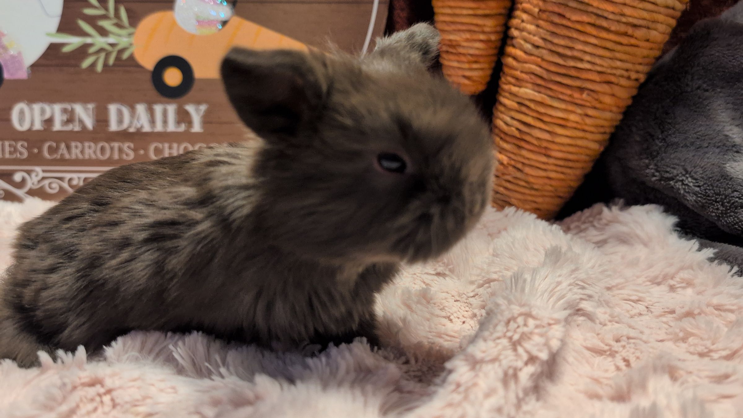 Holland Hoppers's image