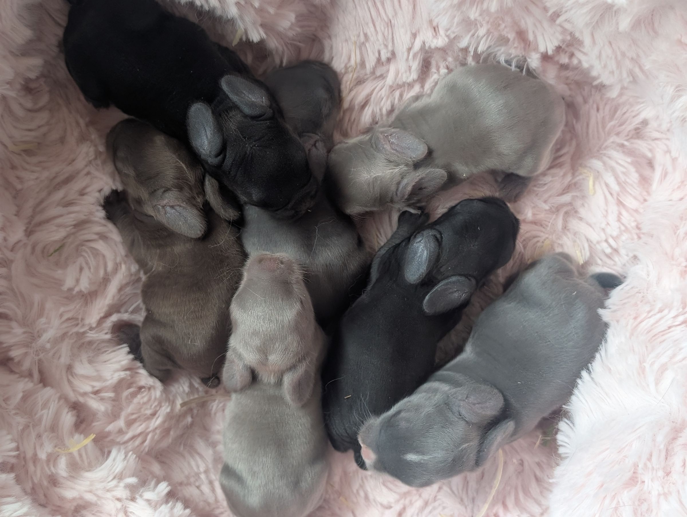 Holland Hoppers's image