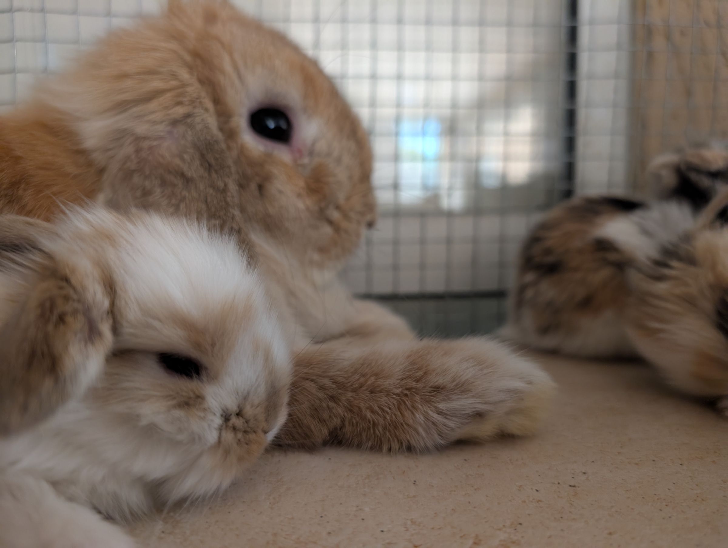 Holland Hoppers's image