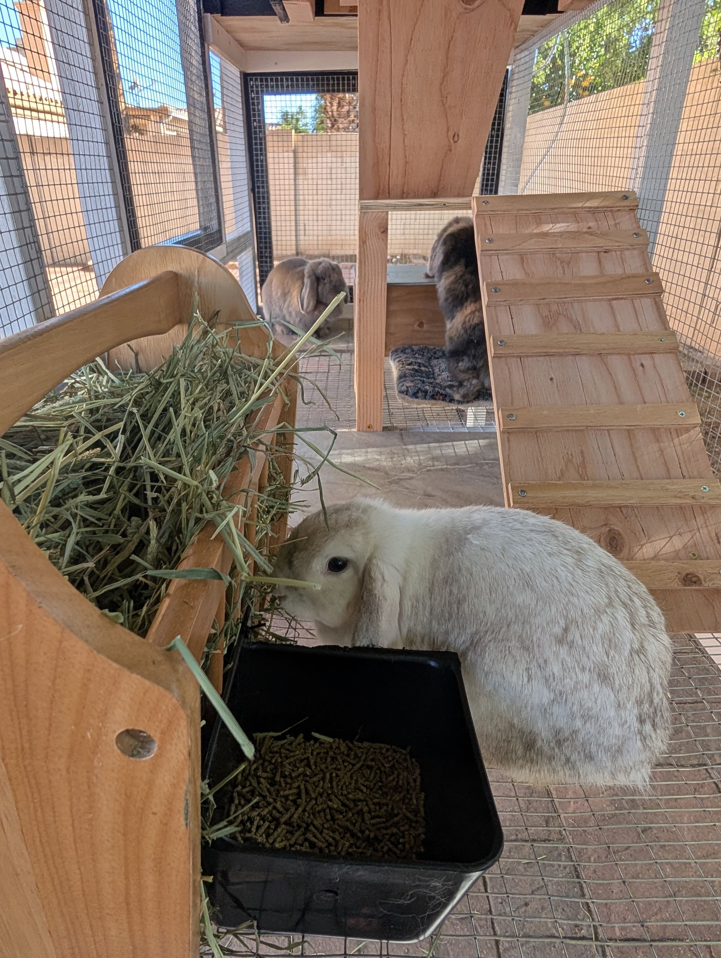 Holland Hoppers's image