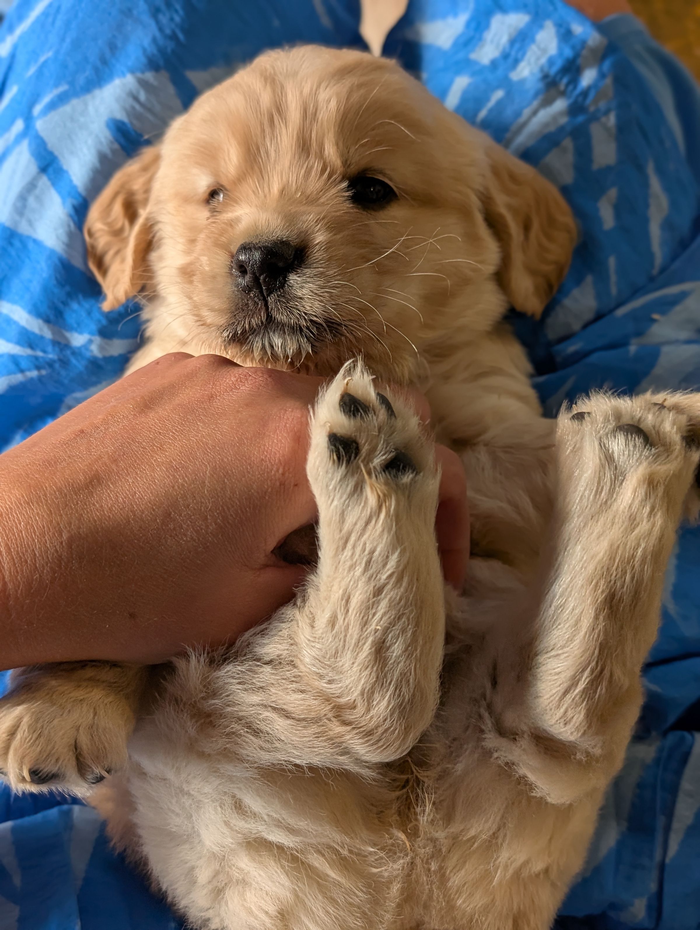 Holland Hoppers's image