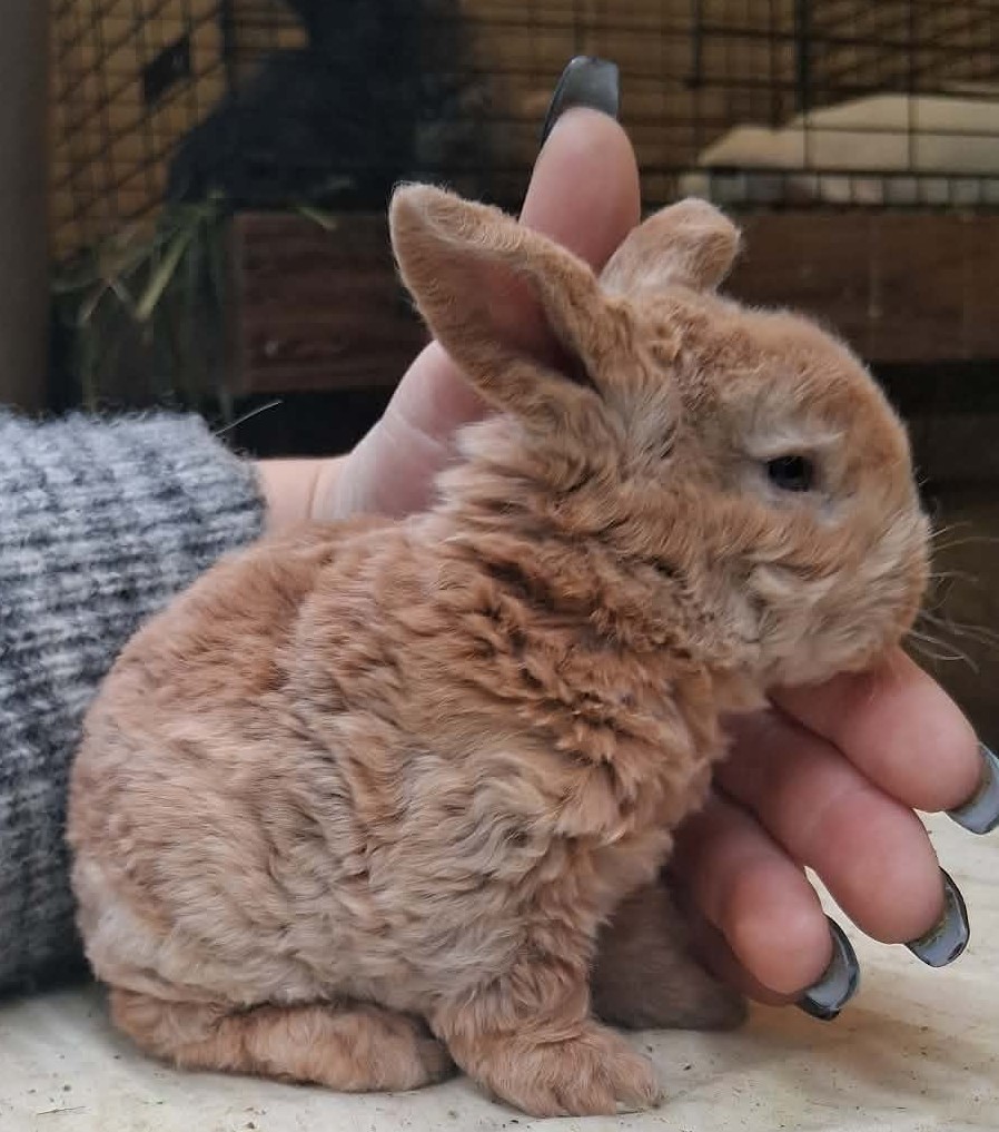 Holland Hoppers's image